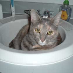 Cats in Sinks