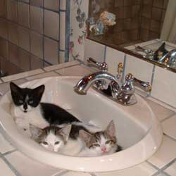 Cats in Sinks