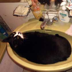 Cats in Sinks