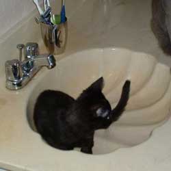 Cats in Sinks