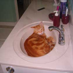 Cats in Sinks