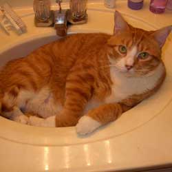 Cats in Sinks