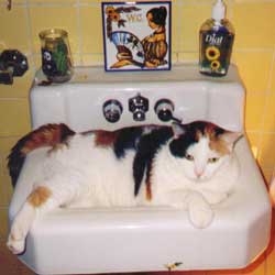 Cats in Sinks