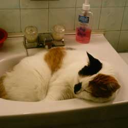 Cats in Sinks