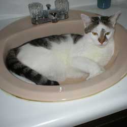 Cats in Sinks