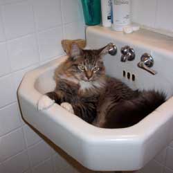 Cats in Sinks