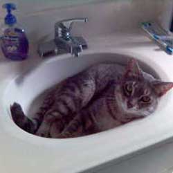 Cats in Sinks