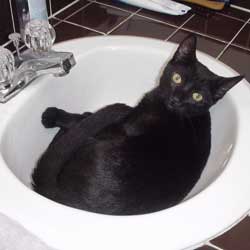 Cats in Sinks