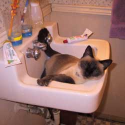 Cats in Sinks