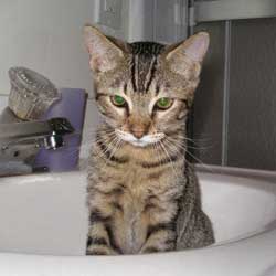 Cats in Sinks