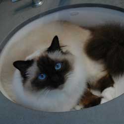 Cats in Sinks