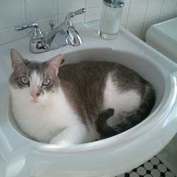 Cats in Sinks