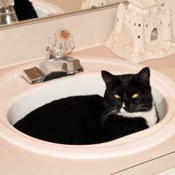 Cats in Sinks