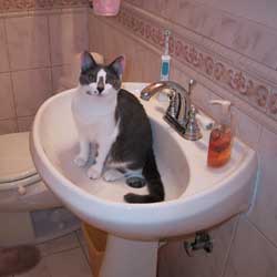 Cats in Sinks