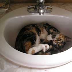 Cats in Sinks