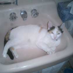 Cats in Sinks