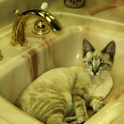 Cats in Sinks