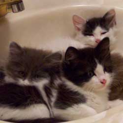 Cats in Sinks