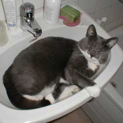 Cats in Sinks