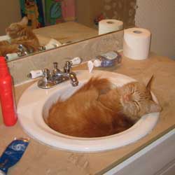 Cats in Sinks
