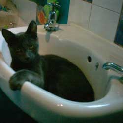 Cats in Sinks