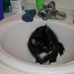 Cats in Sinks