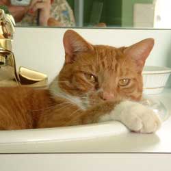 Cats in Sinks