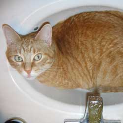 Cats in Sinks