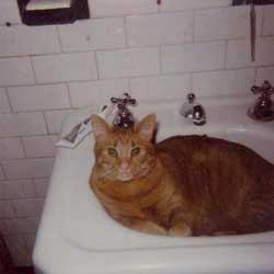 Cats in Sinks