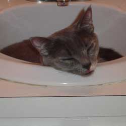 Cats in Sinks
