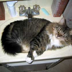 Cats in Sinks
