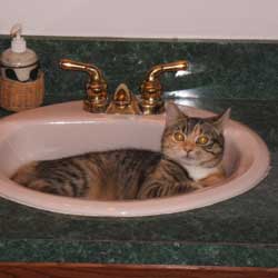Cats in Sinks