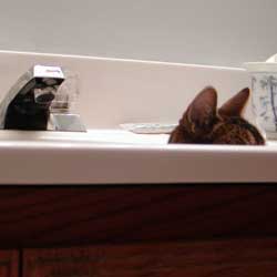 Cats in Sinks