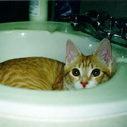 Cats in Sinks