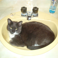 Cats in Sinks