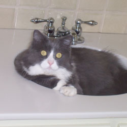 Cats in Sinks