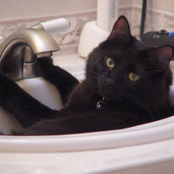 Cats in Sinks