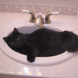 Cats in Sinks