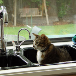 Cats in Sinks