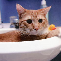 Cats in Sinks