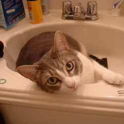 Cats in Sinks