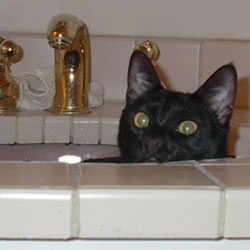 Cats in Sinks