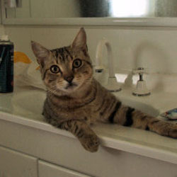 Cats in Sinks
