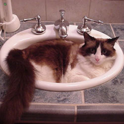 Cats in Sinks