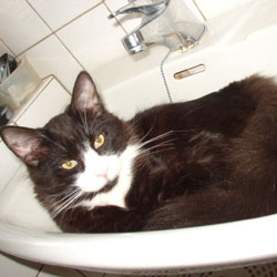 Cats in Sinks