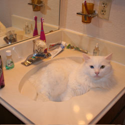Cats in Sinks