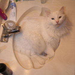 Cats in Sinks
