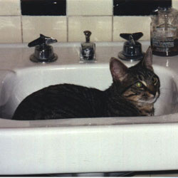 Cats in Sinks