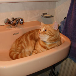 Cats in Sinks