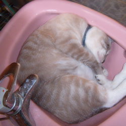 Cats in Sinks